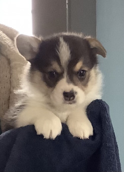 Afbeelding invoegen